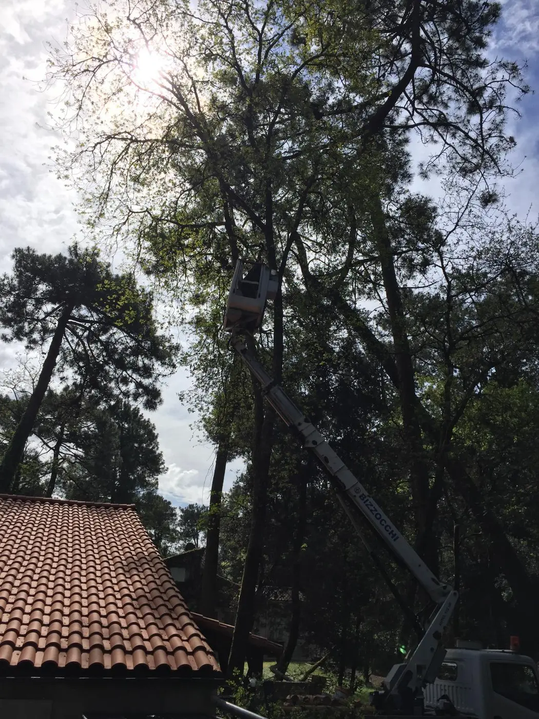 Élagage d'un arbre surplombant une toiture