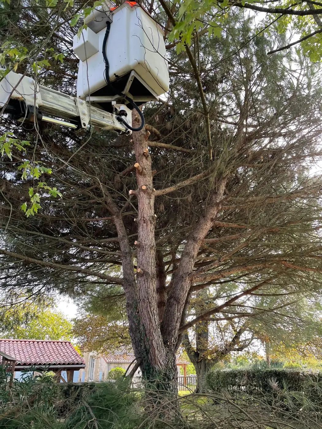 Élagage d'un pin parasol en Charente-Maritime