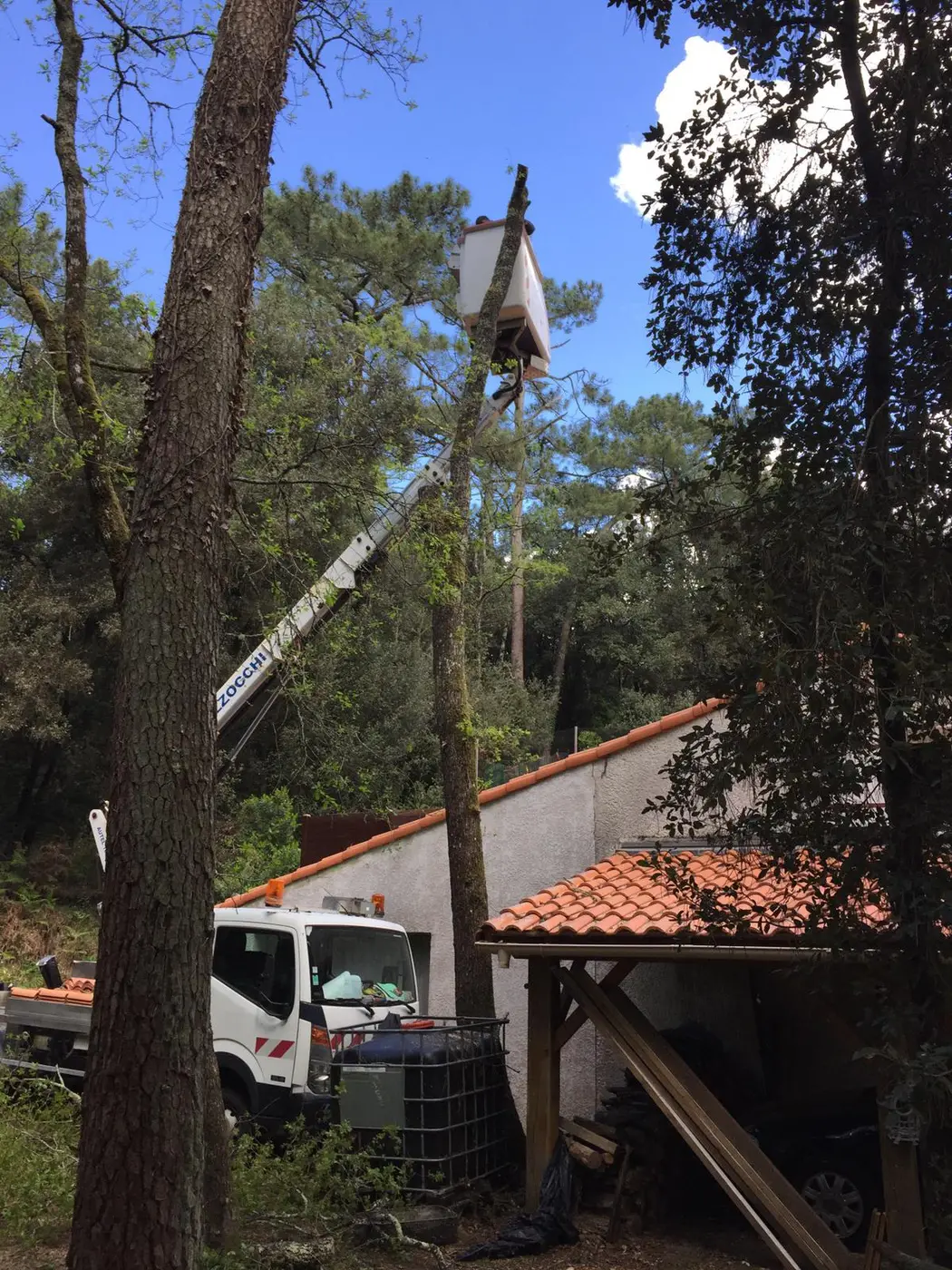 Élagage de pins à proximité d'une habitation